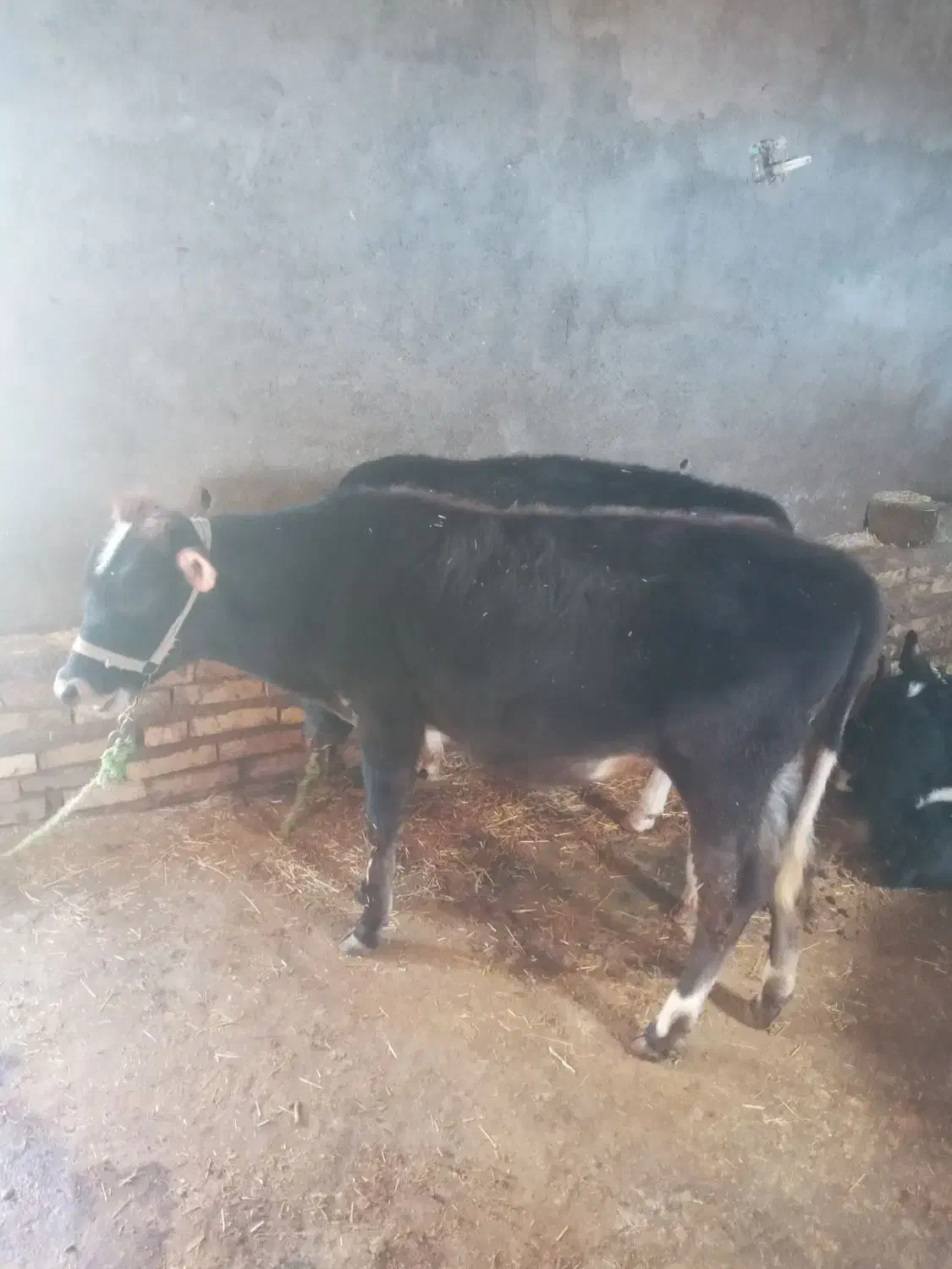 گوساله|حیوانات مزرعه|دالاهو, |دیوار