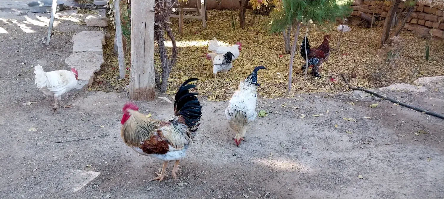 خروس|حیوانات مزرعه|محلات, |دیوار