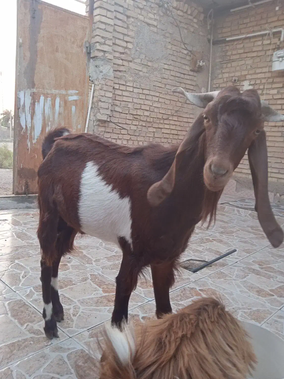 بز نر نیدی|حیوانات مزرعه|خرمشهر, |دیوار