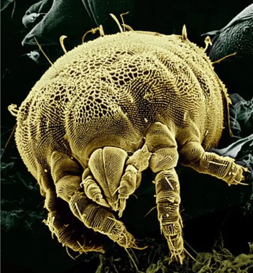 سمپاشی تضمینی حشرات و جوندگان ساختمانی/شرکت پسما|خدمات نظافت|قائمشهر, |دیوار