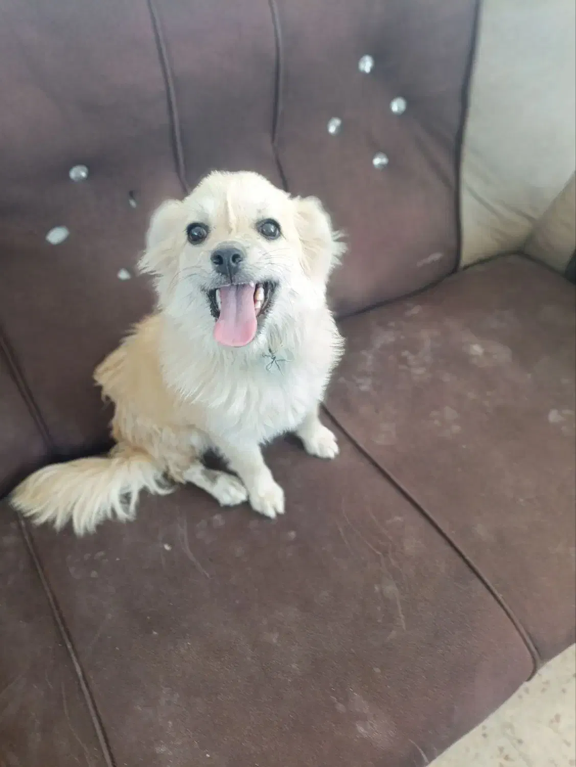 واگذاری سگ پامر|سگ|ماهان, |دیوار