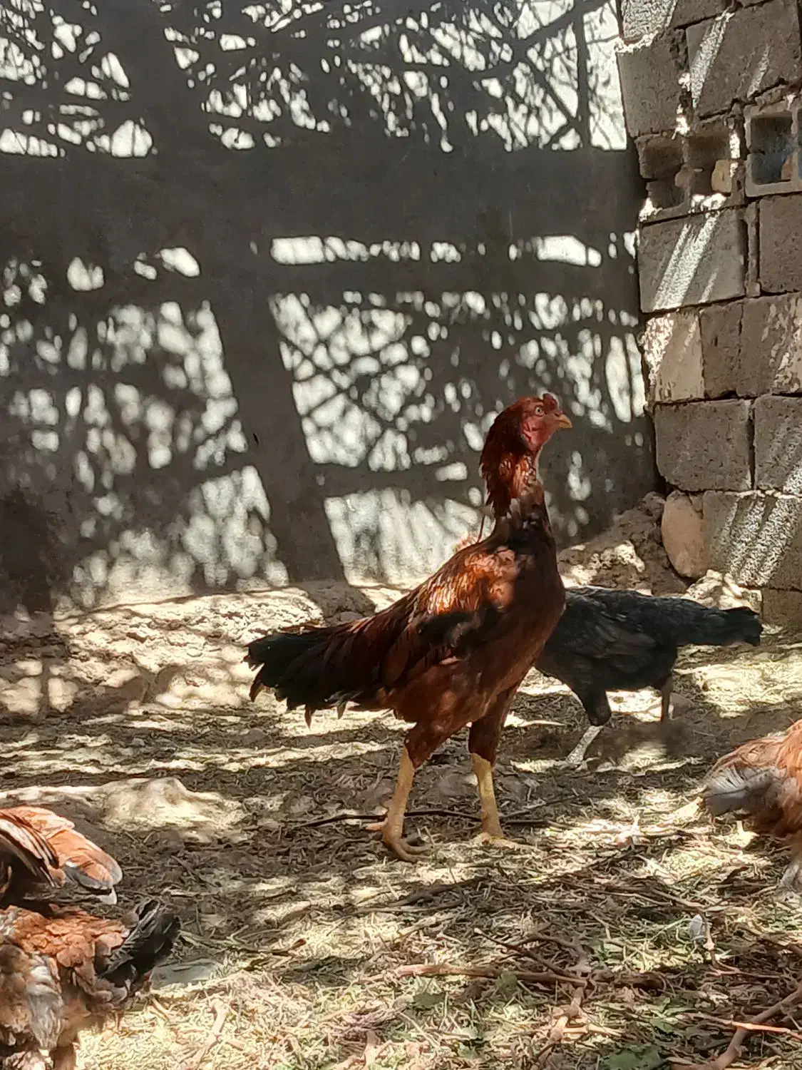 خروس|حیوانات مزرعه|میمند, |دیوار