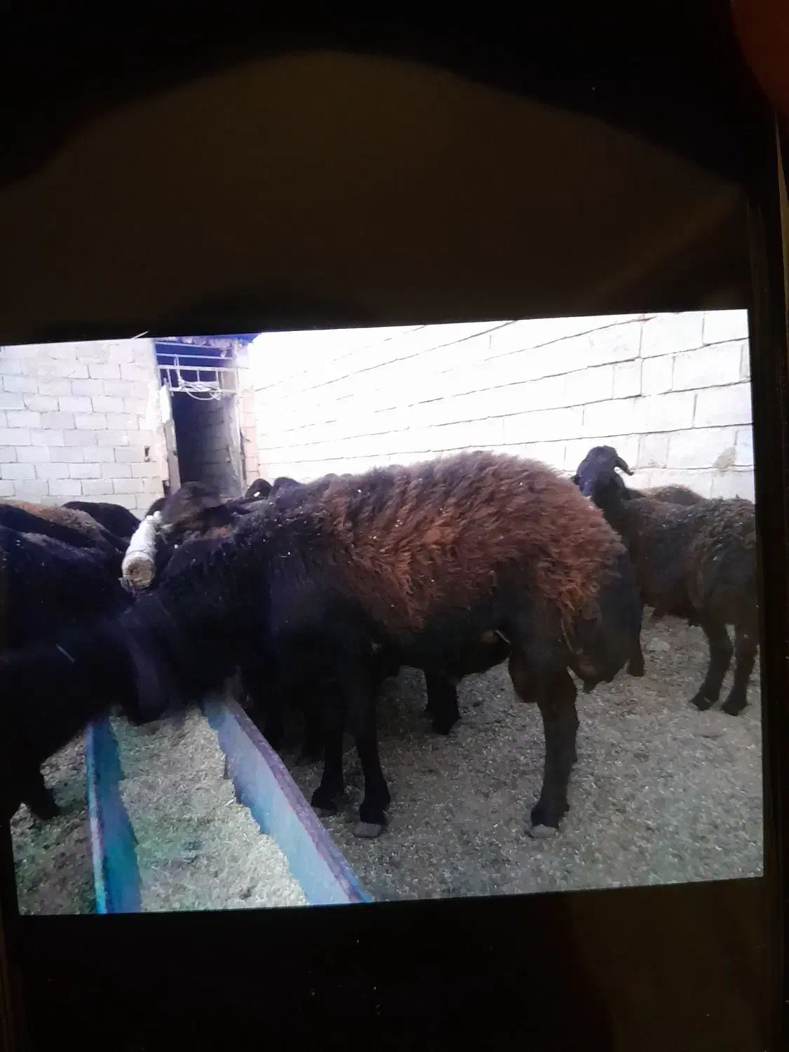 گوسفند|حیوانات مزرعه|بسطام, |دیوار