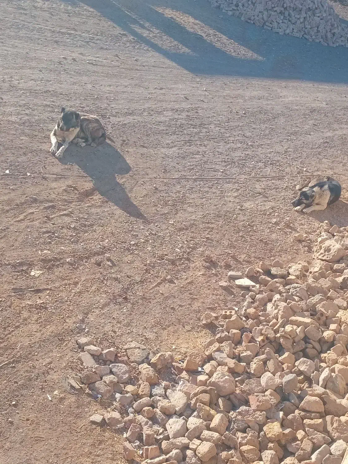 سگ گله ای|سگ|طاغنکوه, |دیوار