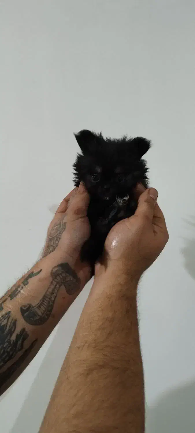 پامر و پکینیز|سگ|تبریز, |دیوار