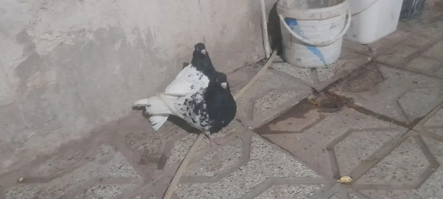 کبوتر|پرنده|نیشابور, مازول|دیوار