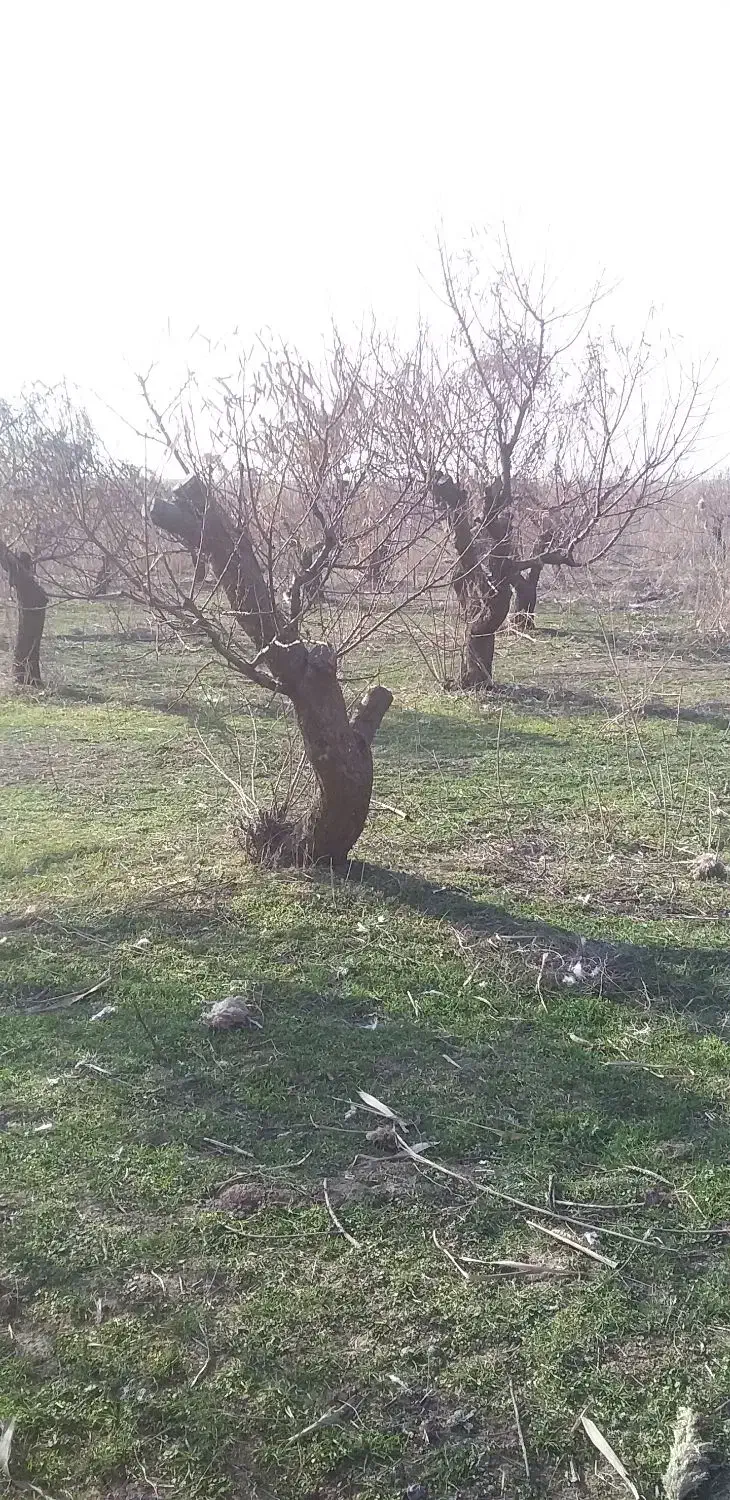 خرید درختان سرپا.چوب|خدمات باغبانی و درختکاری|مشگین شهر, |دیوار