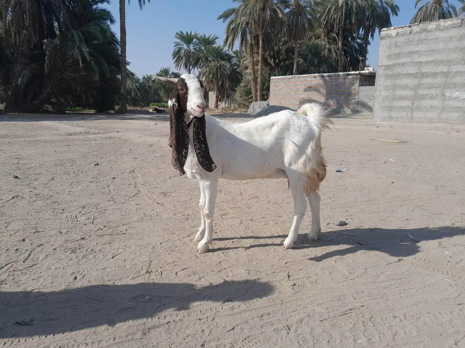 گوسفند ماده مالداری مری|حیوانات مزرعه|ایرانشهر, |دیوار