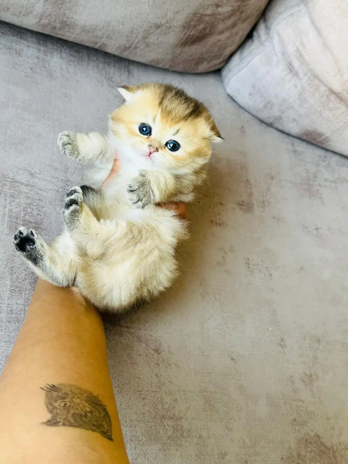 فروشگاه گربهها ( پرشین / بریتیش / اسکاتیش )|گربه|اصفهان, جلفا|دیوار