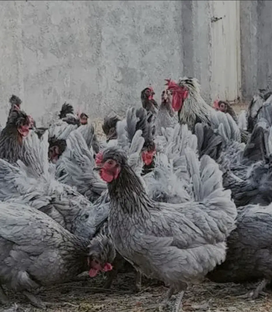 فروش تخم مرغ نطفه دار آیسبار فرانسویی|حیوانات مزرعه|اصفهان, نقش جهان|دیوار