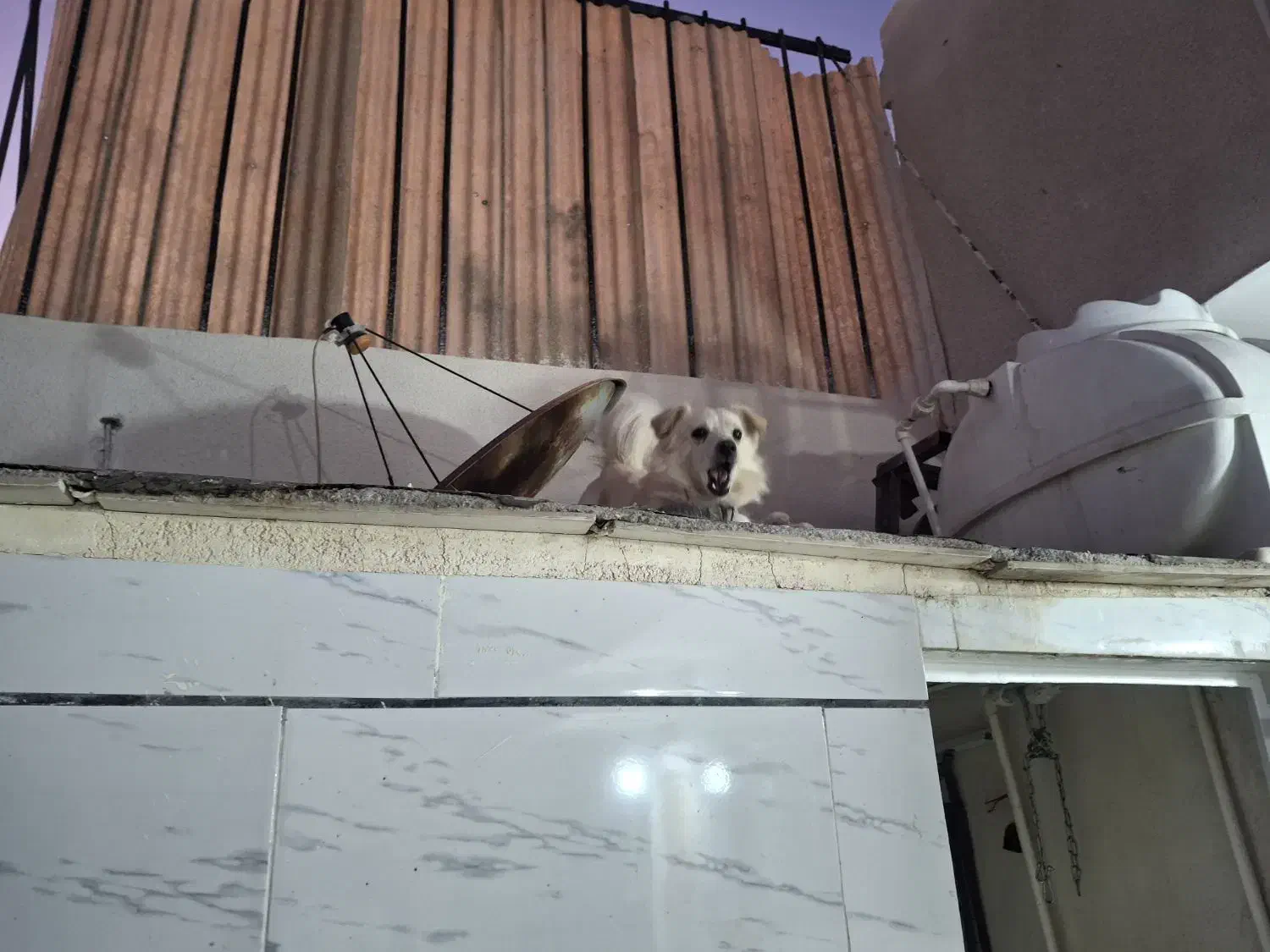 سگ پاکوتاه|سگ|بوئین زهرا, |دیوار