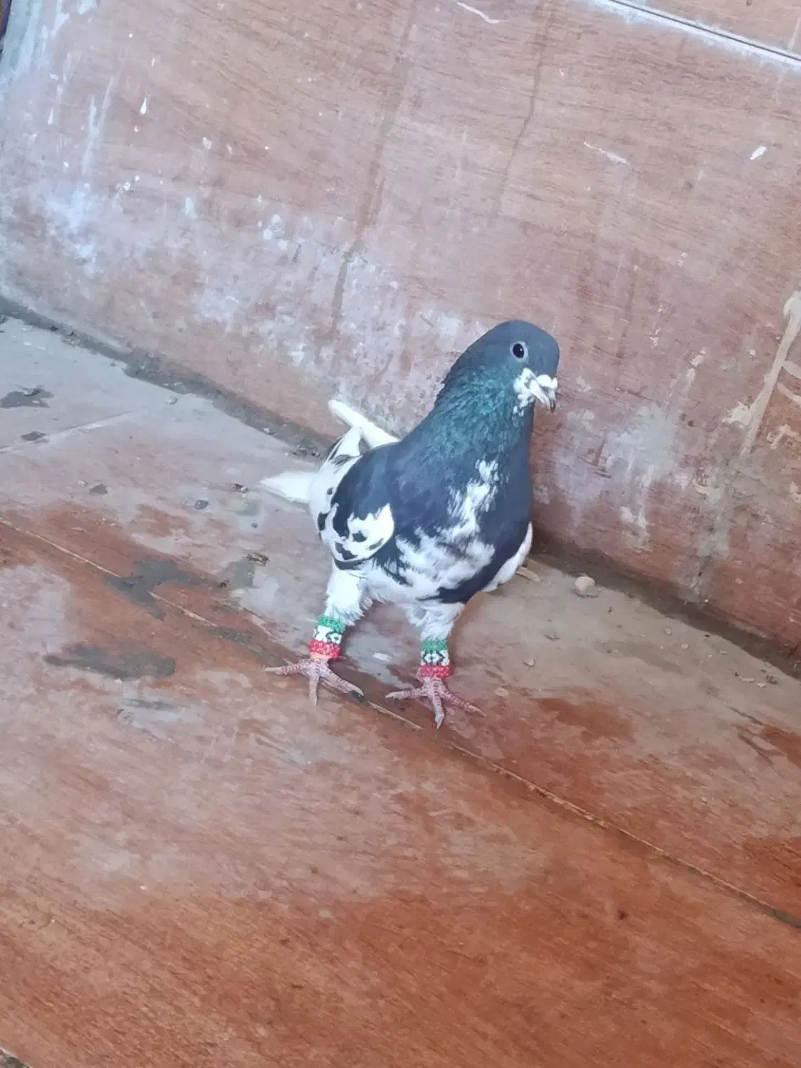 کبوتر  یال|پرنده|شیراز, کوشک میدان|دیوار