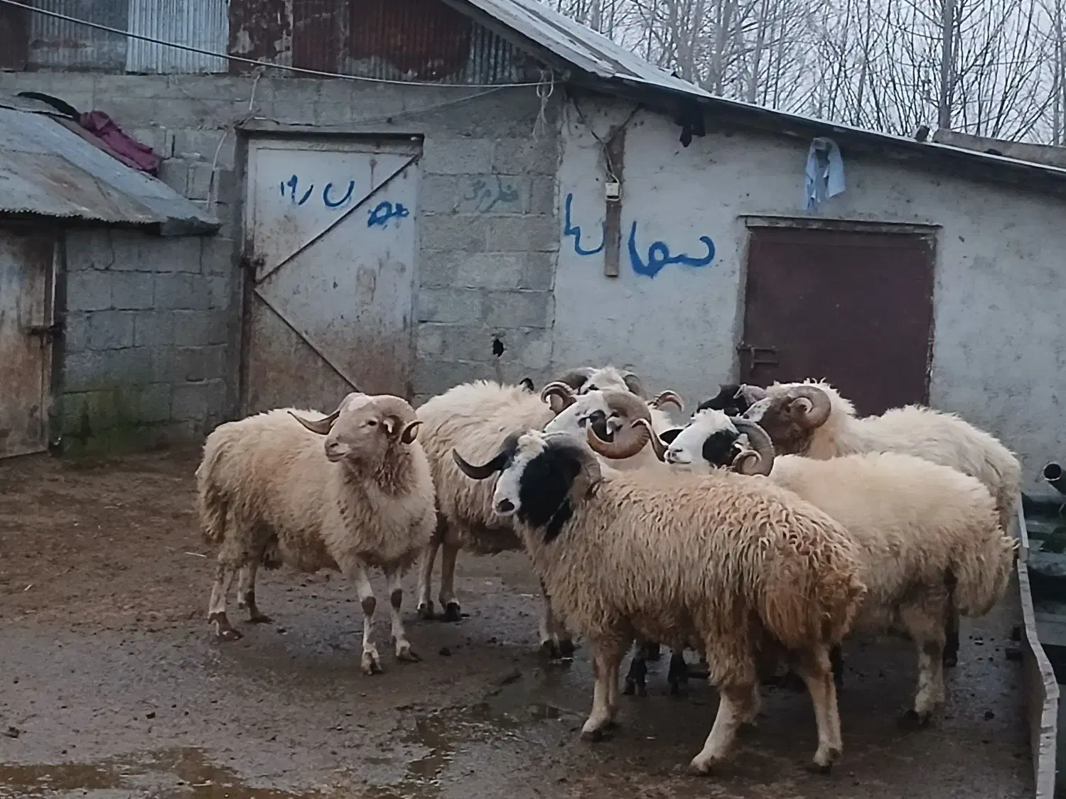 گوسفندنر وماده بز موجوده|حیوانات مزرعه|شاندرمن, |دیوار