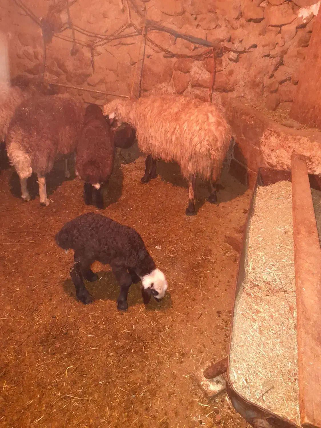 دو راس میش افشاری زاییده جوان|حیوانات مزرعه|شیدا, |دیوار