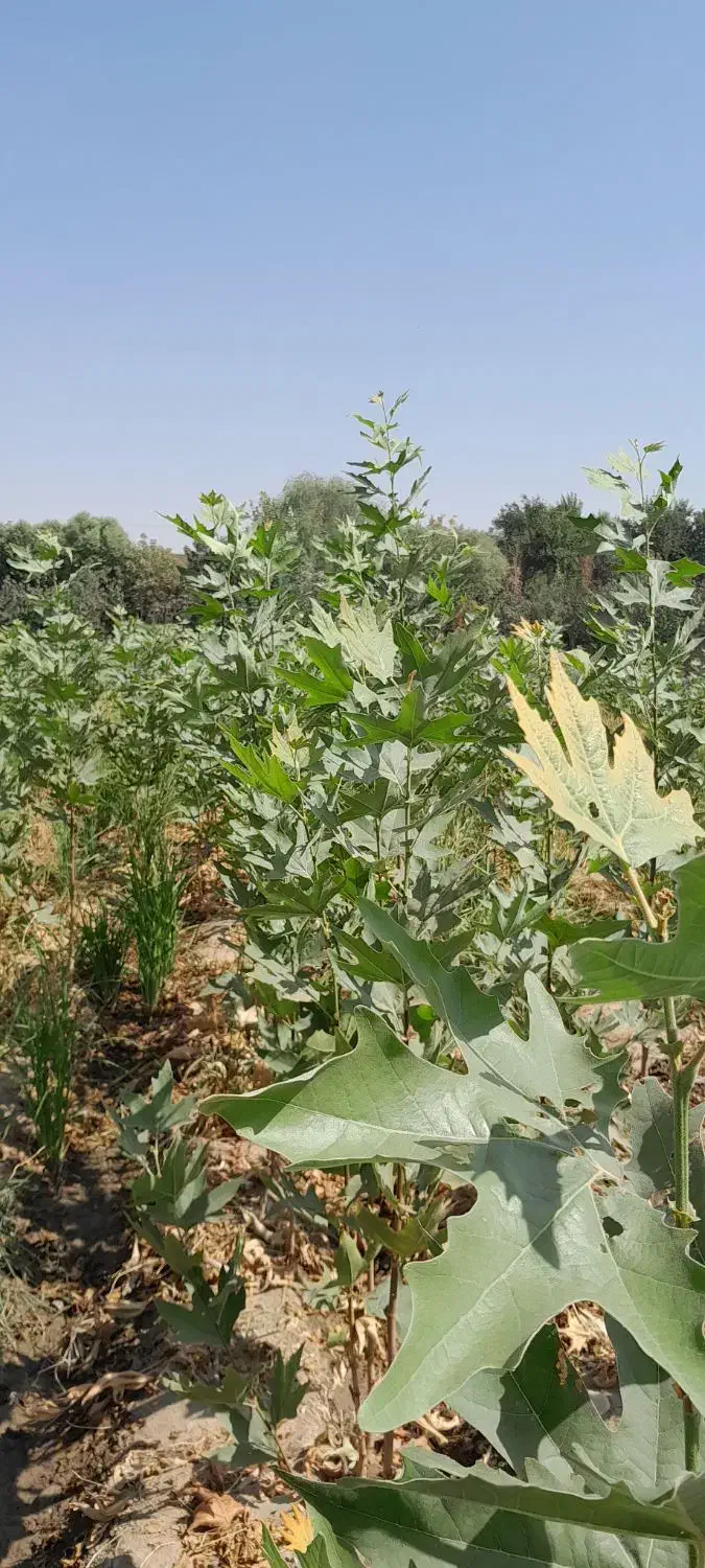 نهال چنار درخت درختچه قلمه کشاورزی|خدمات باغبانی و درختکاری|لنجان, |دیوار