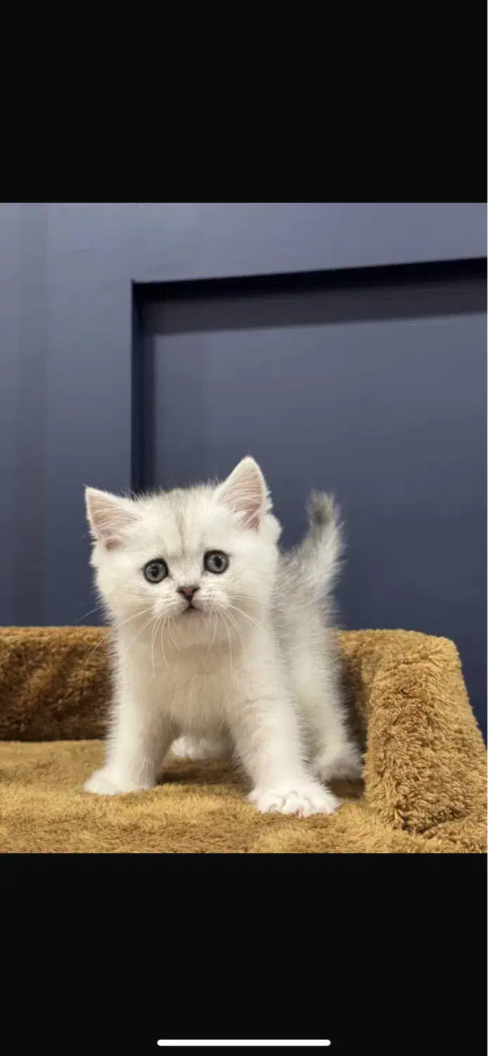 گربه های زیبا و اصیل|گربه|شیراز, فرهنگ شهر|دیوار