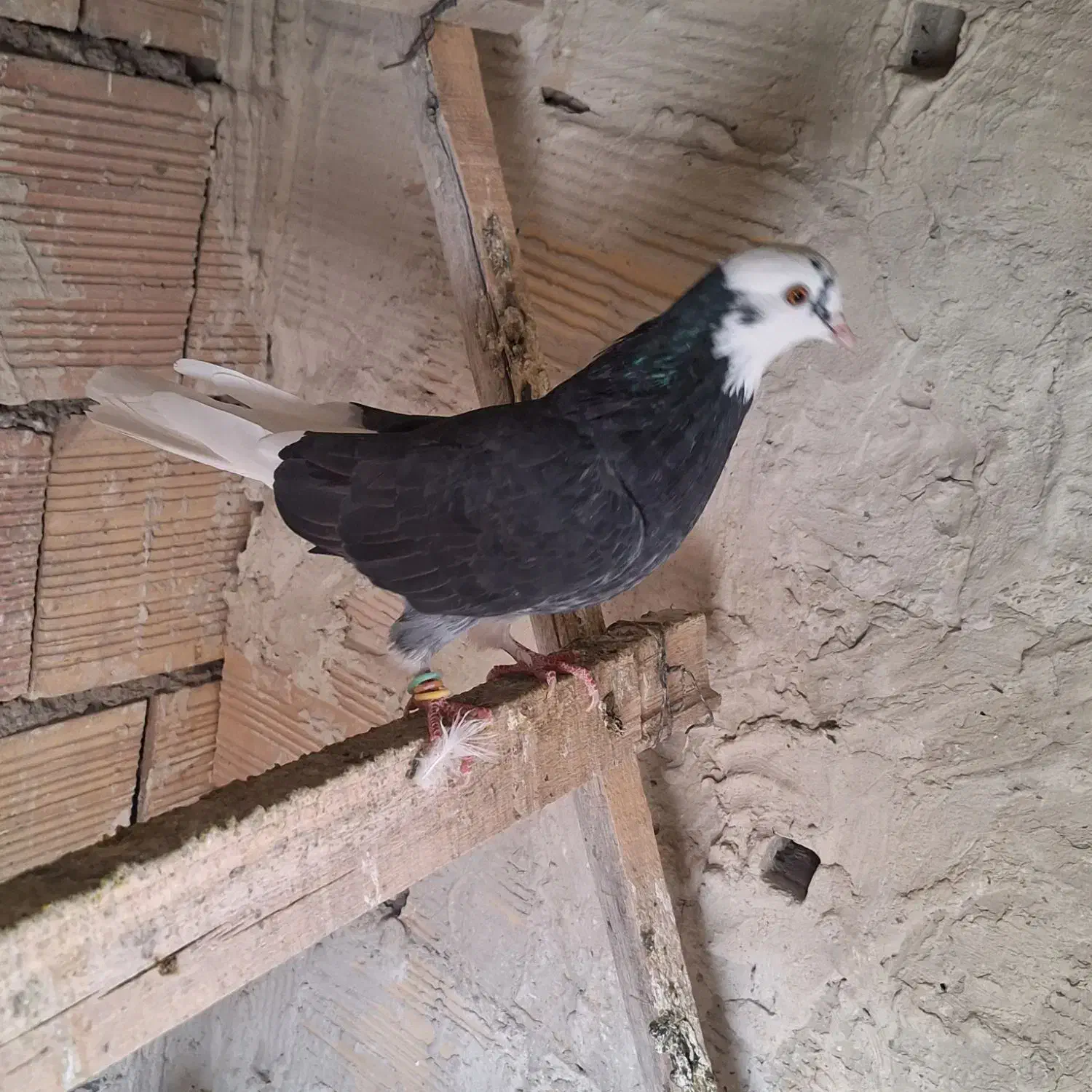 باخت|حیوانات|ارومیه, |دیوار