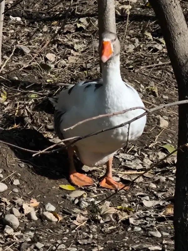 غاز دورگ|حیوانات مزرعه|گرگان, |دیوار