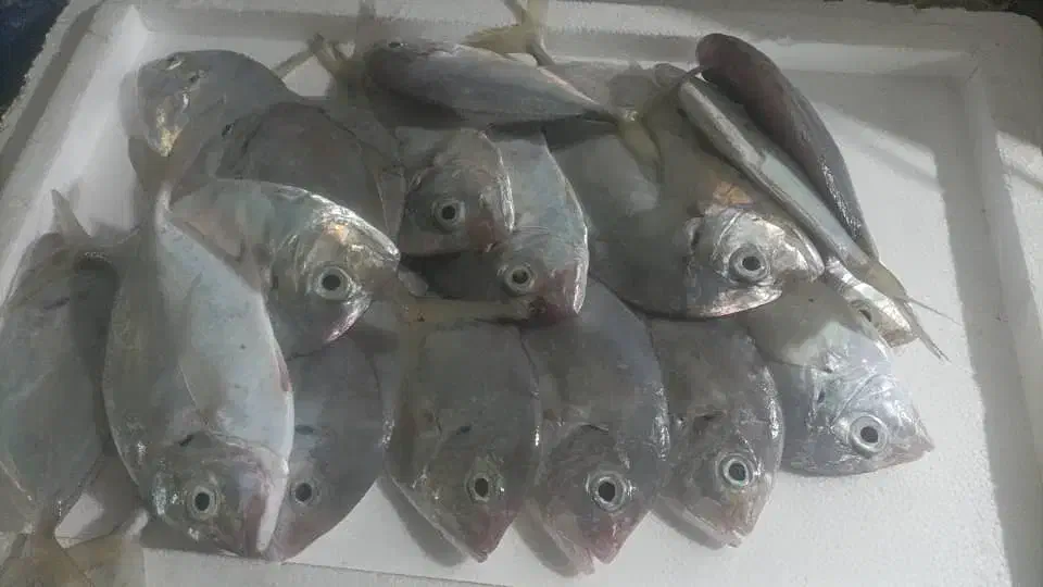 ماهی فروشی|ماهی|بندر کنگان, |دیوار