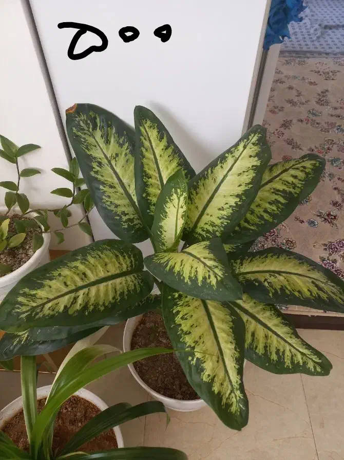 کفش  نیه گل|کیف، کفش، کمربند|سنندج, |دیوار