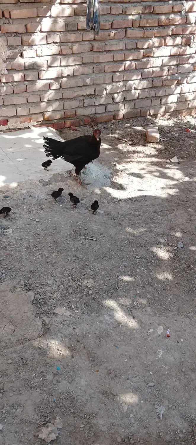 ماده مرغ با 6جوجه|حیوانات مزرعه|ایرانشهر, |دیوار