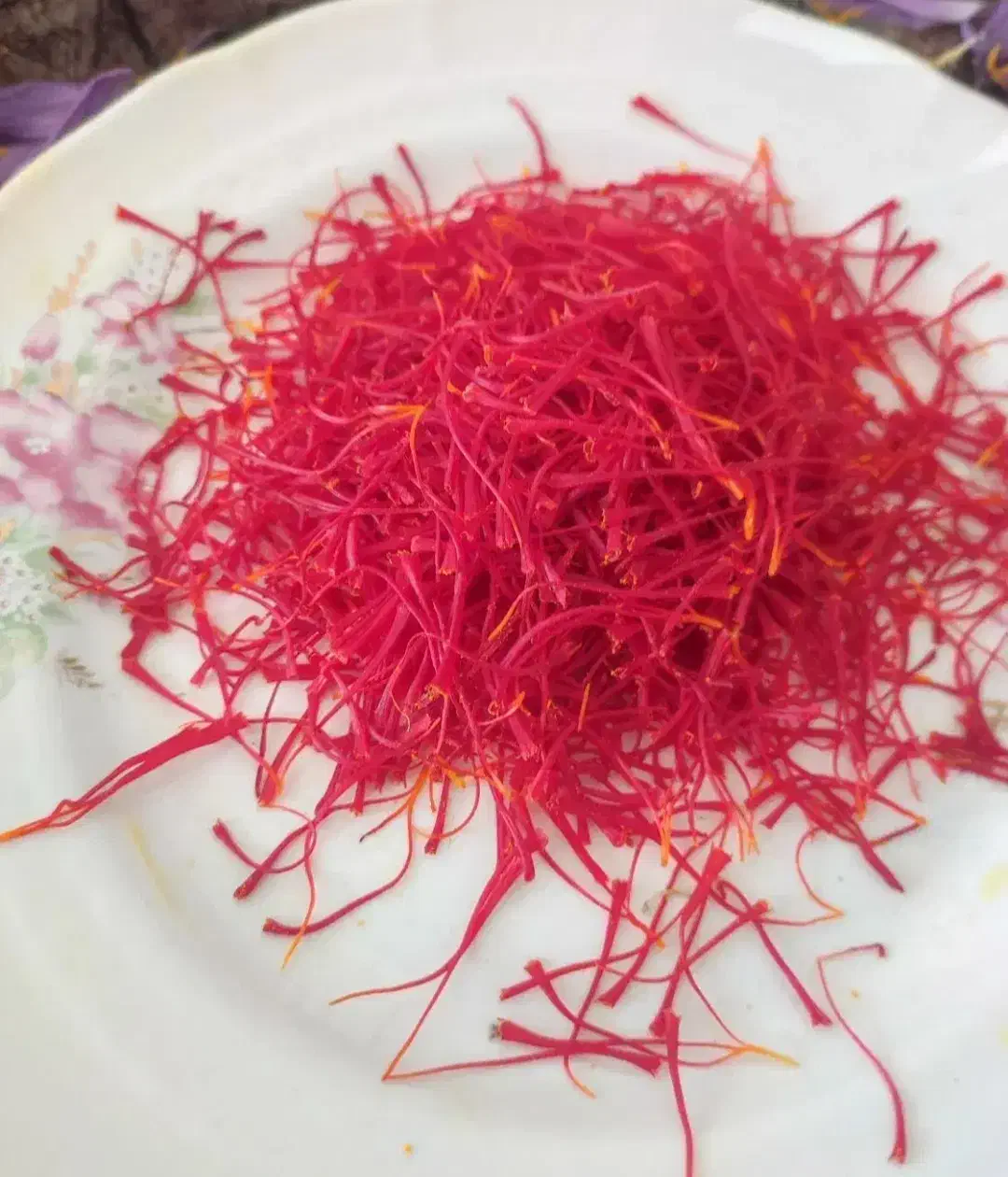 گل زعفران فروشی تازه|خوردنی و آشامیدنی|سبزوار, فرهنگیان|دیوار