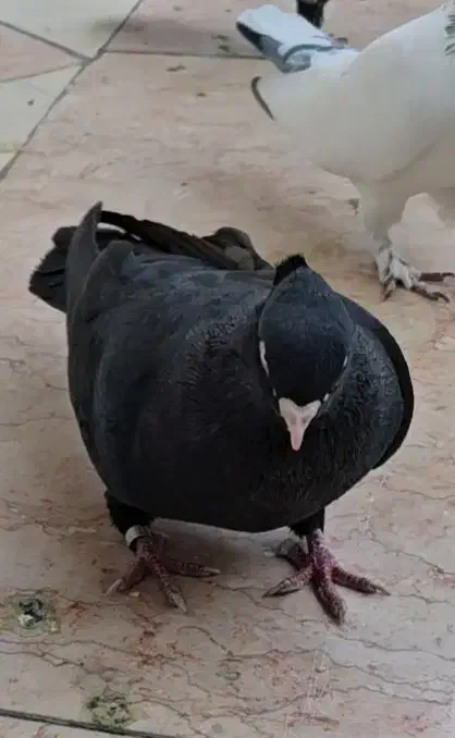 کفتر، جفت زاغ مهر ، سرخ نر ،زاغ آبادانی|پرنده|فشاپویه, |دیوار