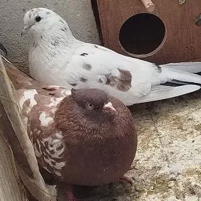 کبوتر سرخ نروماده ودو عدد تخم|پرنده|پاکدشت, پاکدشت (مامازند)|دیوار