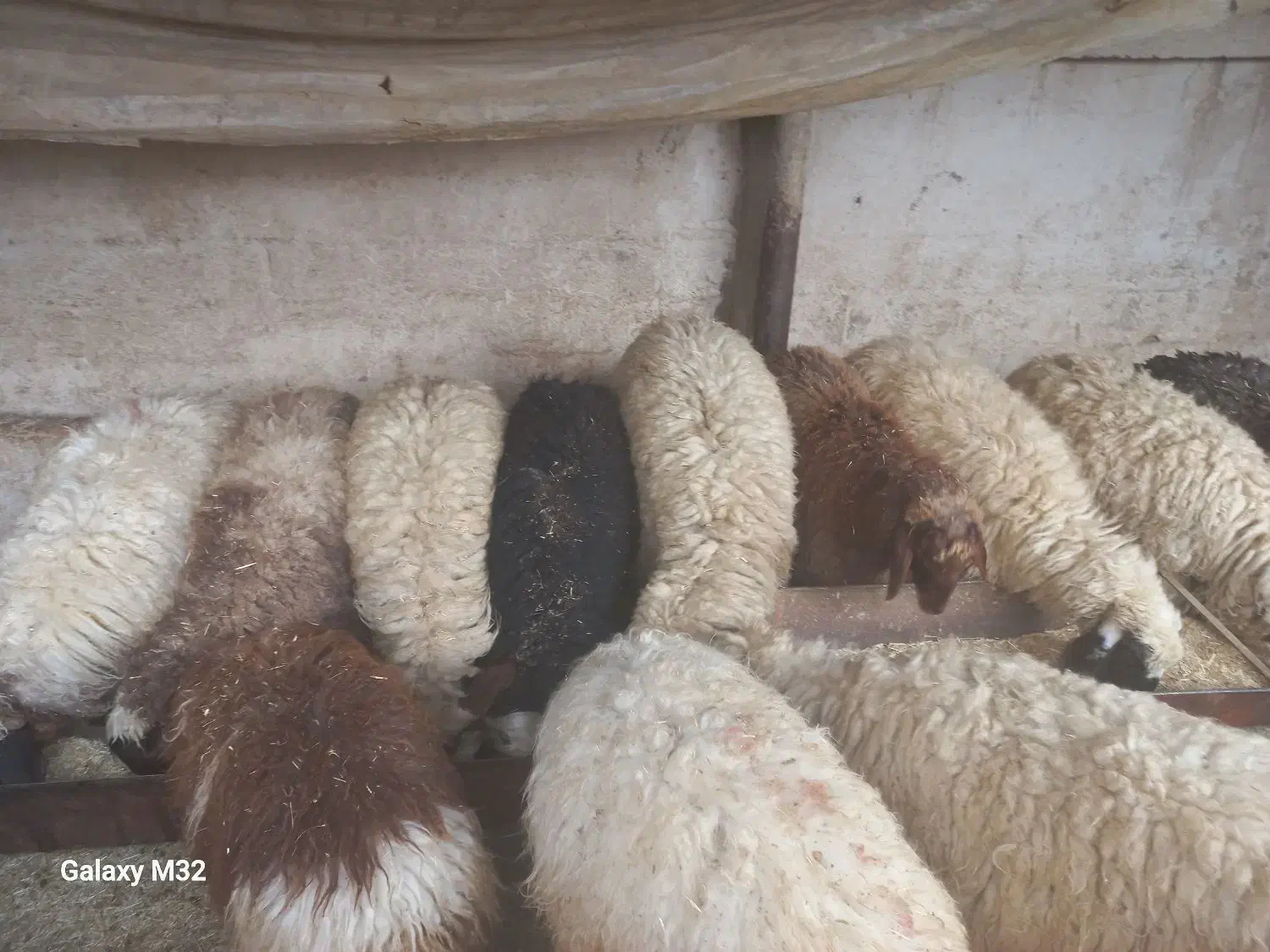 14راس بره|حیوانات مزرعه|حمیل, |دیوار