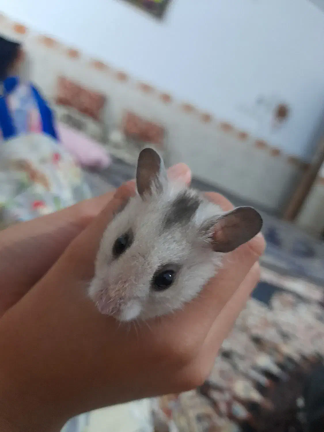 همستردستی|موش و خرگوش|چناران, |دیوار