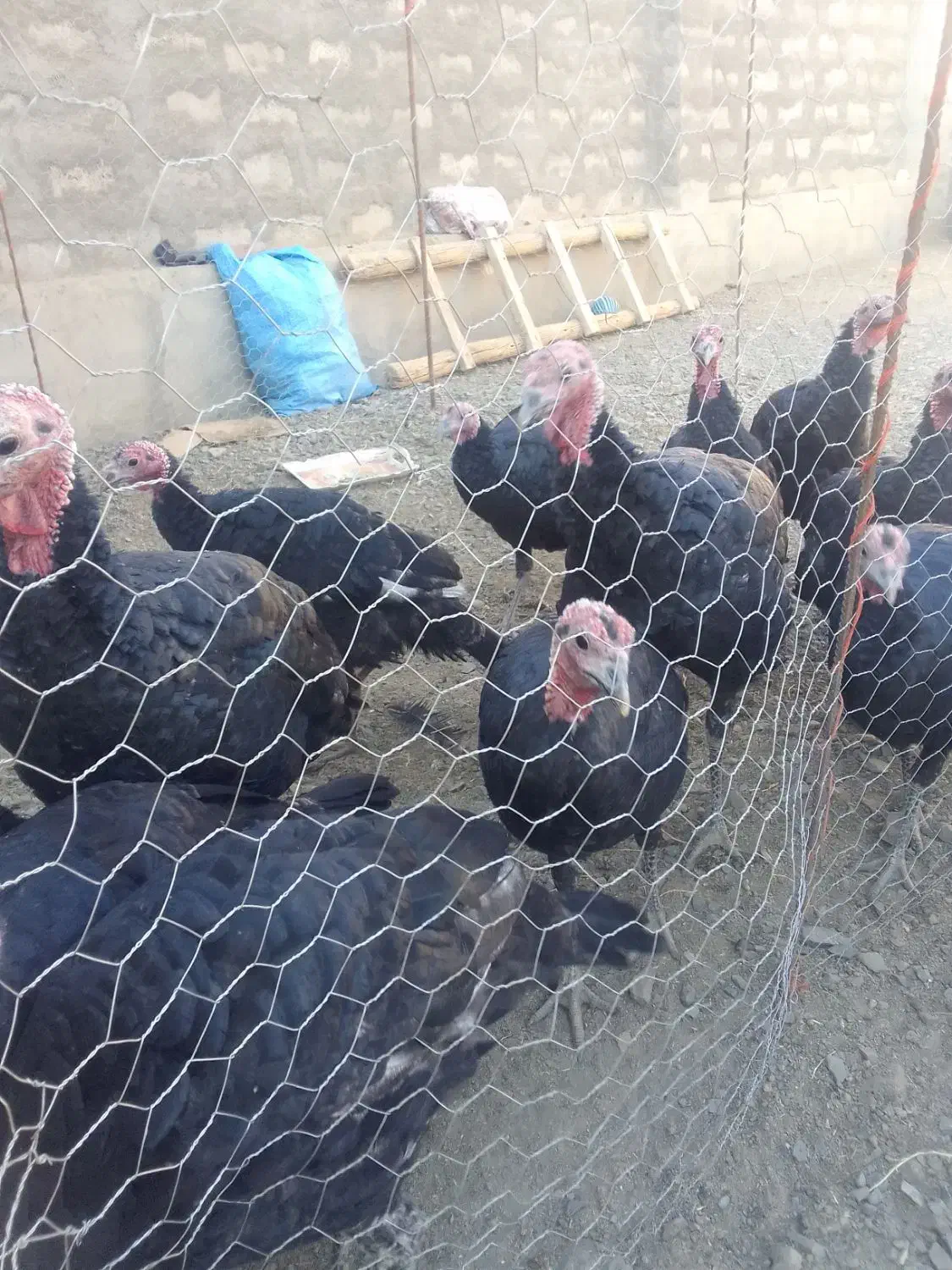 بوقلمون نروماده|حیوانات مزرعه|چهاربرج, |دیوار