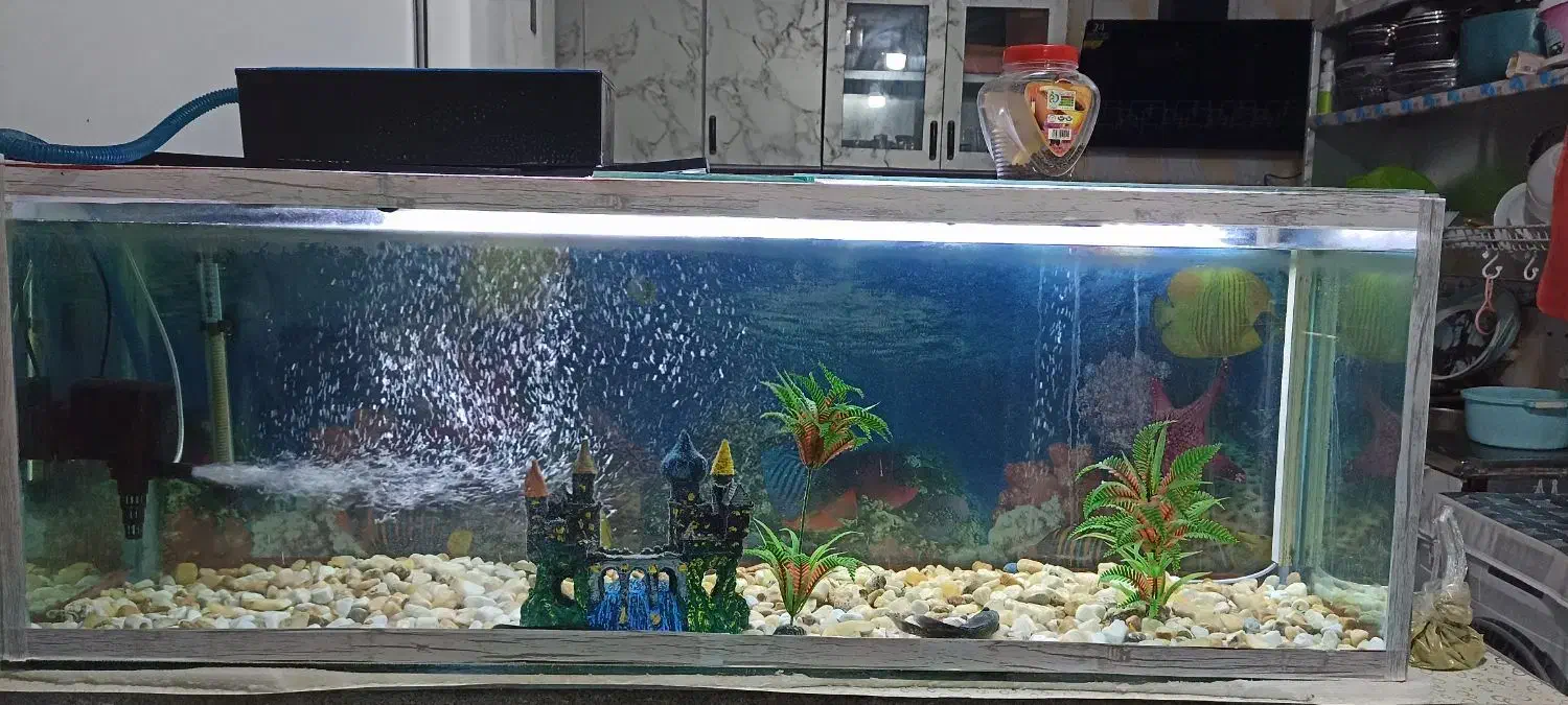 آکواریون دارم برای فروش|ماهی|بندر کنگان, |دیوار