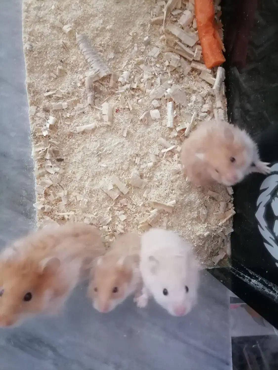 همستر|موش و خرگوش|کلاله, |دیوار