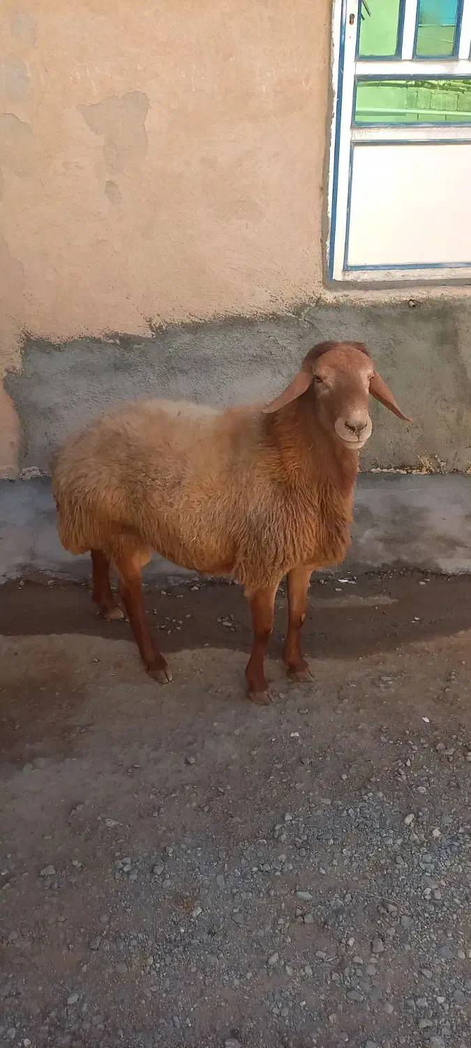 مغان|حیوانات مزرعه|بیلوار, |دیوار