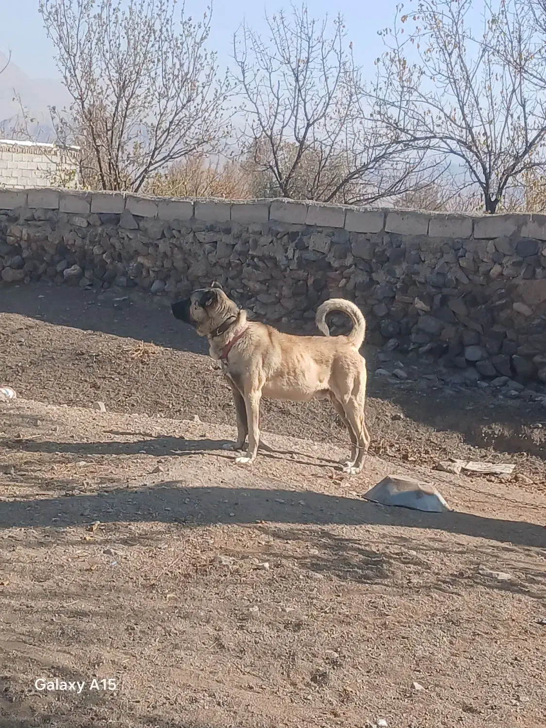 سگ سرابی|سگ|مرند, |دیوار