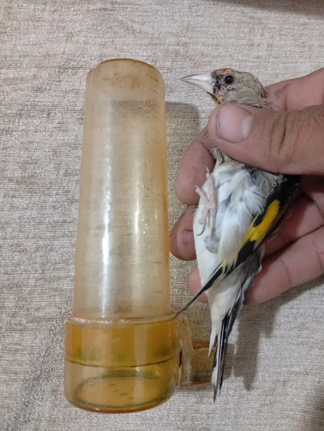 سهره کرمانی|پرنده|کرمان, |دیوار