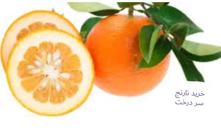 فروش نارنج باغی|خوردنی و آشامیدنی|شیراز, سیاه سنگ|دیوار