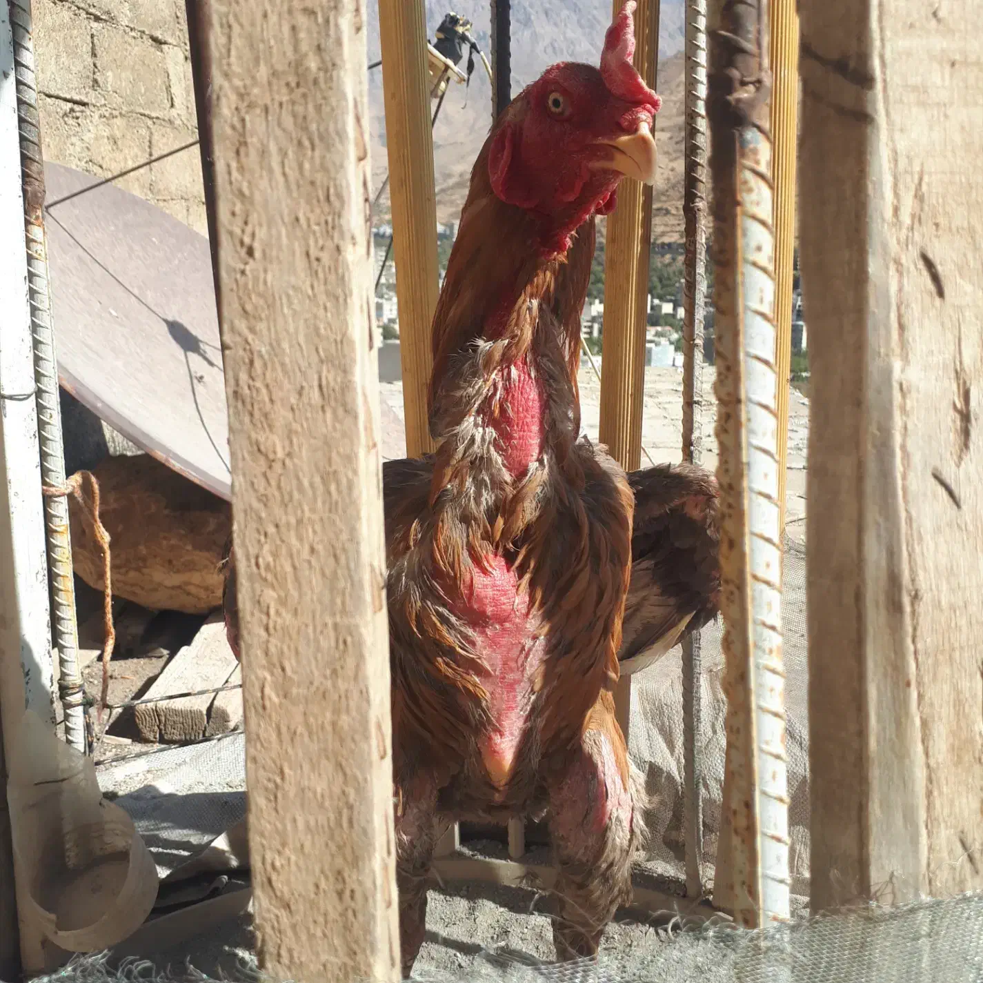 خروس لاری برزیلی|حیوانات مزرعه|باینگان, |دیوار