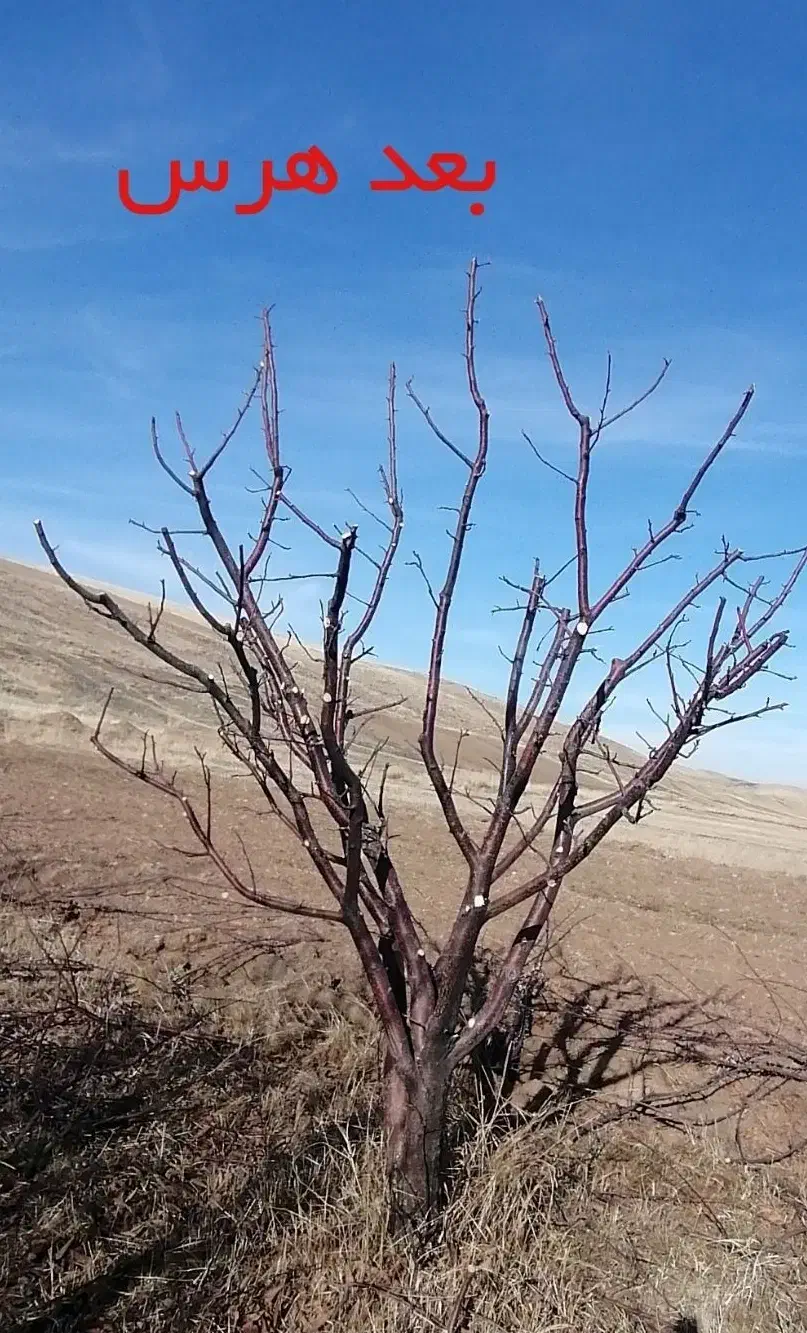 هرس کاری درختان میوه|خدمات باغبانی و درختکاری|چاراویماق, |دیوار