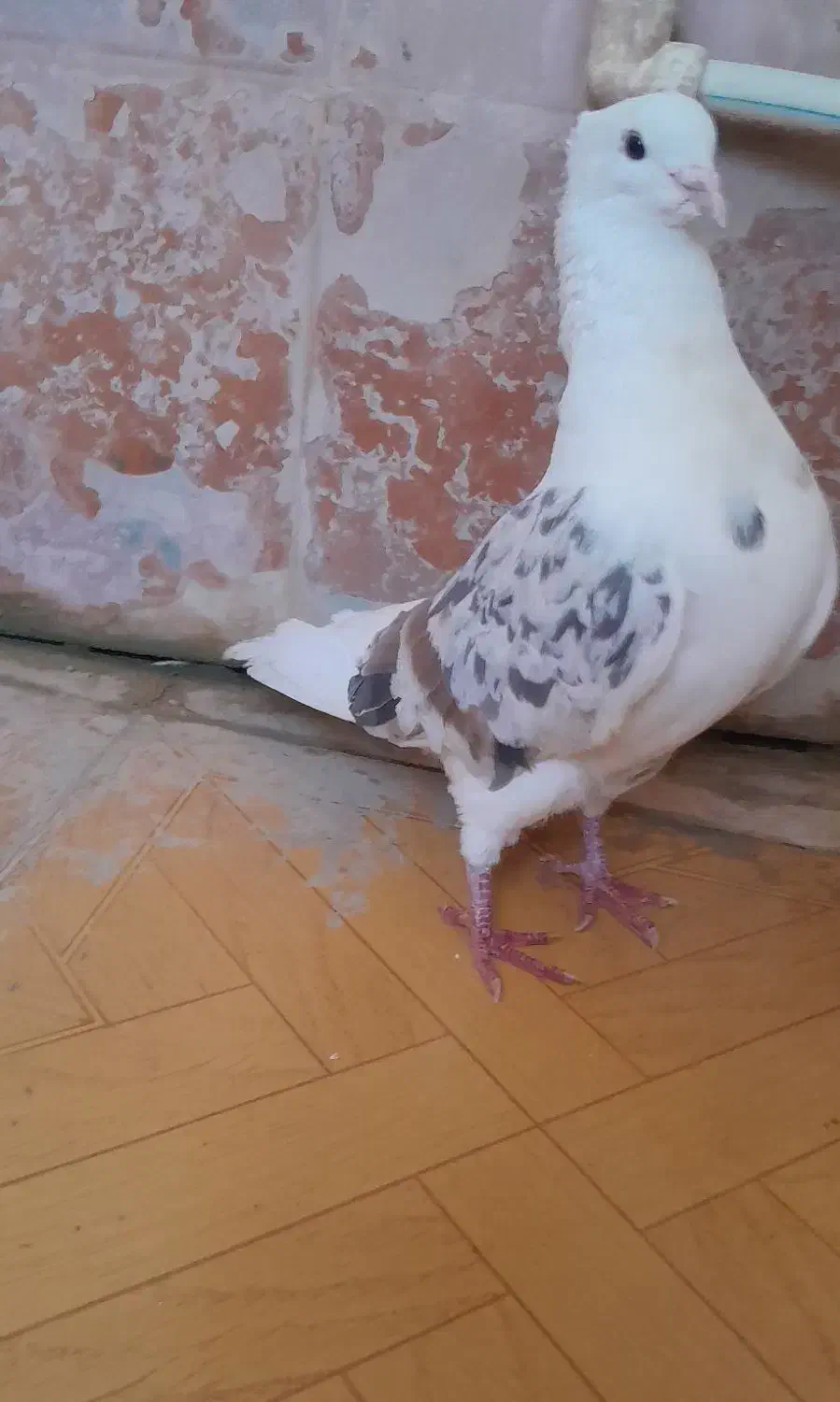 فروش کبوتر|پرنده|چگنی, |دیوار