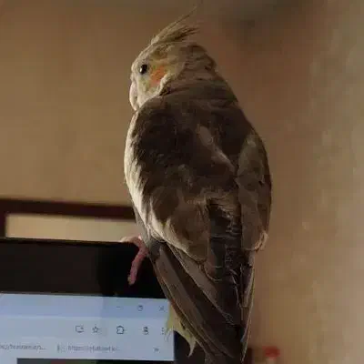 عروس هلندی گمشده با مژدگانی بالا|حیوانات|بروجرد, |دیوار