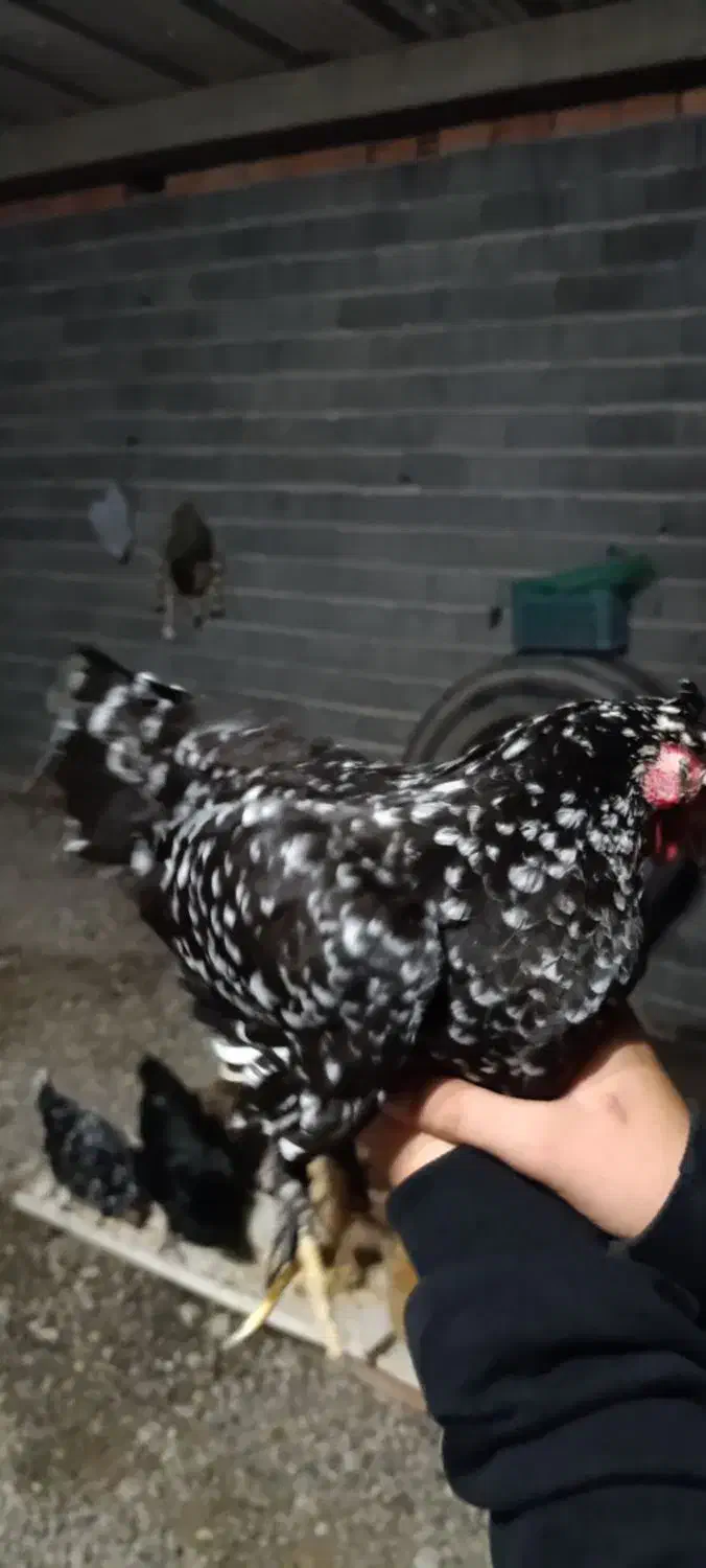 مرغ|حیوانات مزرعه|ساری, |دیوار