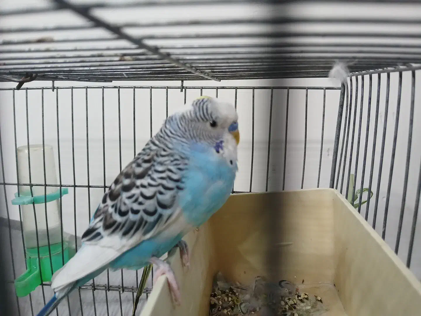 مرغ عشق|پرنده|ری, علایین|دیوار