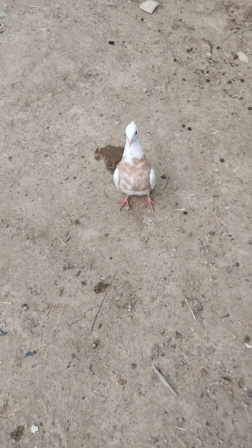 کبوتر طوقی|پرنده|مهر, |دیوار