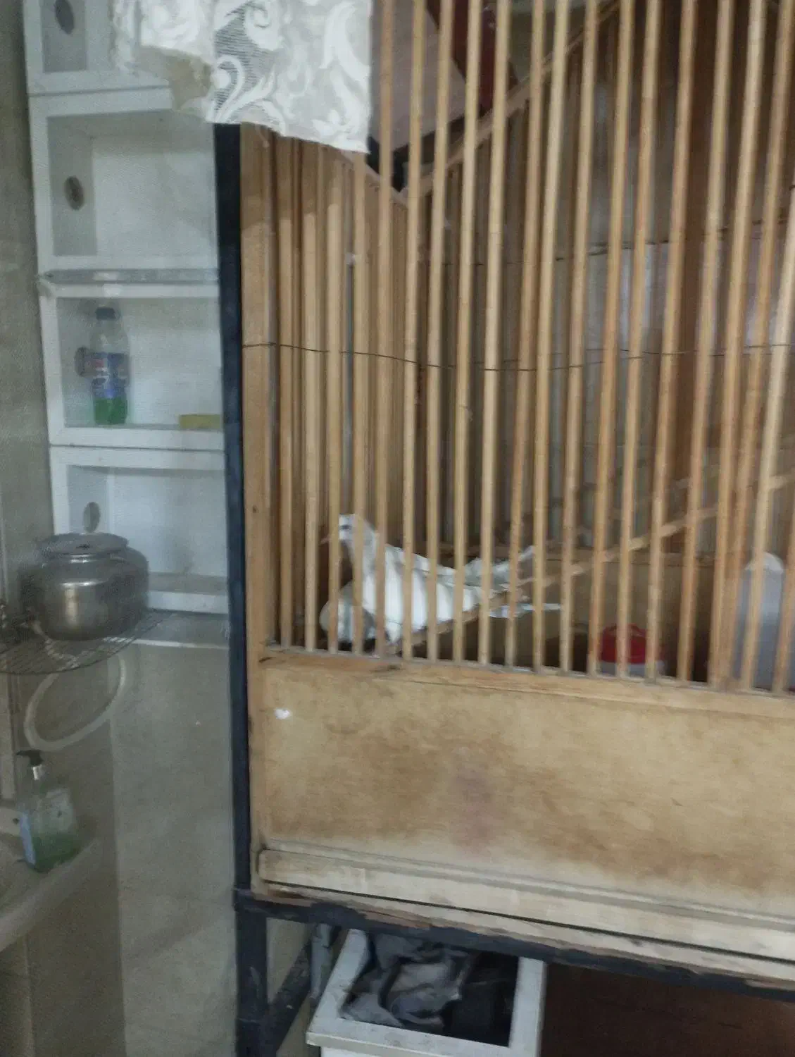 پرنده زینتی|پرنده|شهریار, شهرک وائین|دیوار