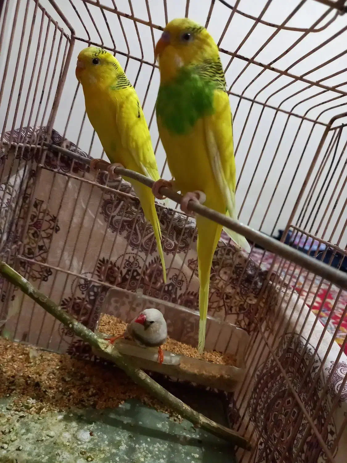 یک جفت مرغ عشق و یک عدد فنج|پرنده|قزوین, |دیوار