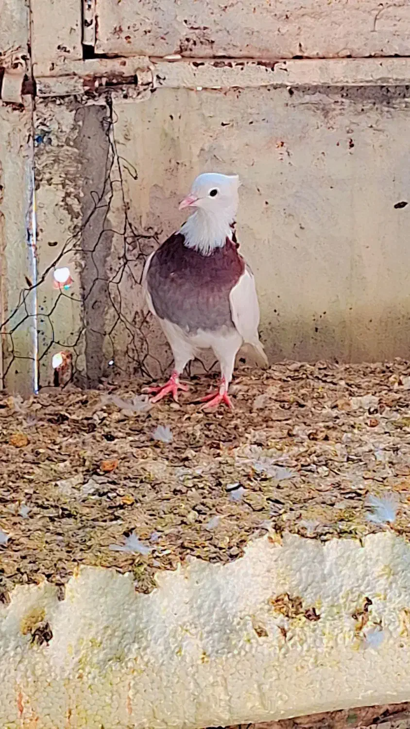 کبوتر|پرنده|ایوان, |دیوار