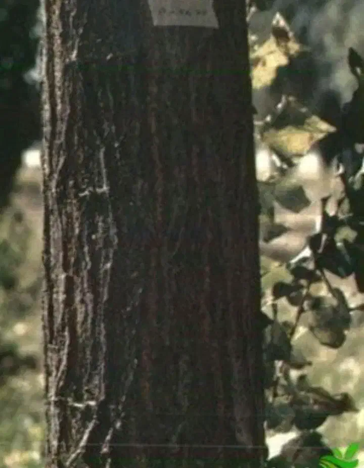 دوربر ۲۰۰ تن درخت صنوبر مخصوص ...|مصالح و تجهیزات ساختمان|هشترود, |دیوار