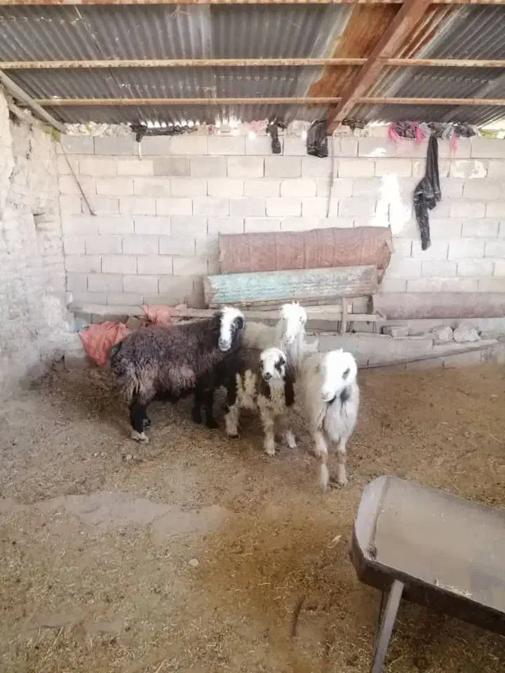 فروش سه راس میش داشتی و یک بره|حیوانات مزرعه|شیراز, کیان آباد|دیوار