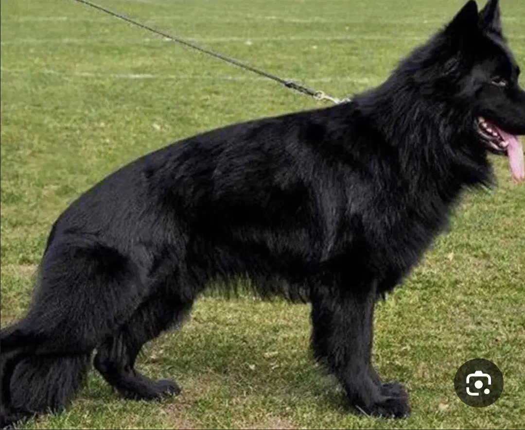 ژرمن بلک اصیل|سگ|زرند, |دیوار